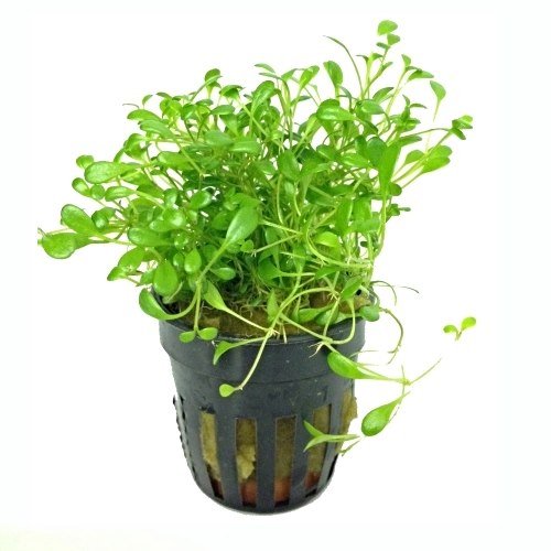 Potted Glossostigma Foreground Aquarium Live Plant Aquarium Plants