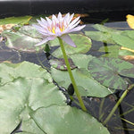 Potted-Light-Blue-Tropical-Water-Lily-Water-Garden-Live-Pond-Plant-B013JNEXRK