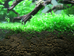 
                  
                    Potted-Monte-Carlo-Micranthemum-Easy-Carpet-Aquarium-Plant-B01AP7WG2W-4
                  
                