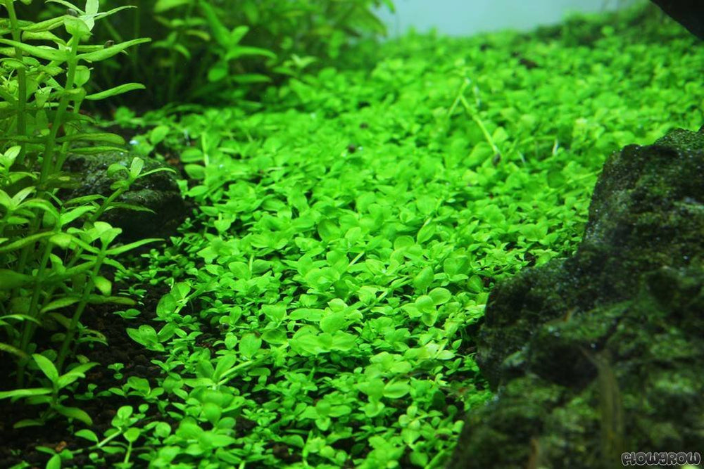 Potted-Monte-Carlo-Micranthemum-Easy-Carpet-Aquarium-Plant-B01AP7WG2W
