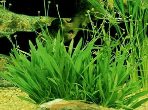
                  
                    Potted-Narrow-Leaf-Sword-Aquarium-Live-Plant-B013B17W82-3
                  
                