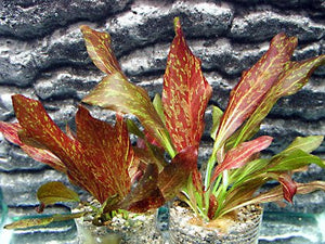 
                  
                    Potted-Red-Flame-Sword-Beginner-Tropical-Live-Aquarium-Plant-B017D20XXG-2
                  
                