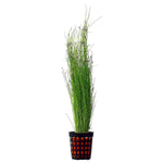 Potted-Tall-Hairgrass-Easy-Aquatic-Live-Plant-B019JY49GI-2