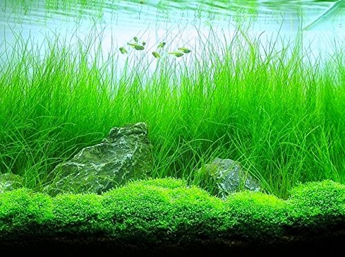 live potted aquarium plants Potted Tall Hairgrass by West Coast Aquatics