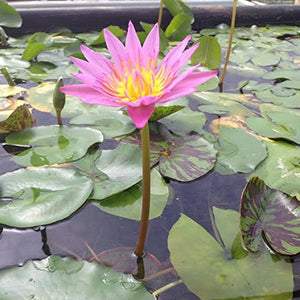 
                  
                    Potted-Tropical-Water-Lily-Bundle-Water-Garden-Live-Pond-Plant-B013JNY54Q-2
                  
                