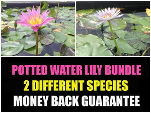 
                  
                    Potted-Tropical-Water-Lily-Bundle-Water-Garden-Live-Pond-Plant-B013JNY54Q
                  
                