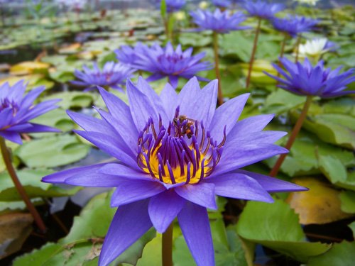 pond lily flower Purple Tropical Water Lily - Water Garden Live Pond Plant