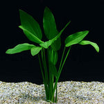 Radican-Sword-Plant-Potted-Beginner-Tropical-Live-Aquarium-Freshwater-Plant-B017D1BSQI
