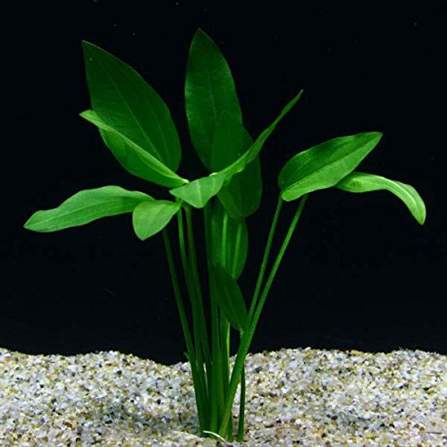 planting potted aquarium plants Radican Sword Plant Potted - Beginner Tropical Live Aquarium Freshwater Plant