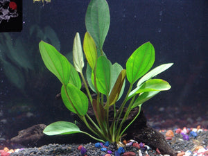 
                  
                    Rooted-Plants-Bundle-Anubias-Amazon-Sword-Rosette-Sword-and-Vallisneria-B00ZH1CFQE-6
                  
                