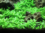 Staurogyne-Repens-Foreground-Carpet-Aquarium-Plant-B014UR87JY
