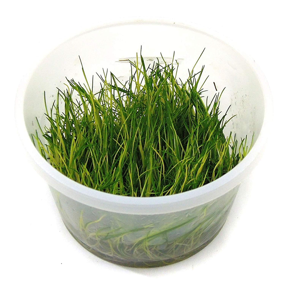 Potted Tall Hairgrass - Easy Aquatic Live Plant