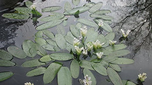 
                  
                    Water-Hawthorne-Pond-Plant-for-Cold-Water-B014SJ2KT2-2
                  
                