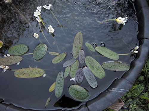 
                  
                    Water-Hawthorne-Pond-Plant-for-Cold-Water-B014SJ2KT2-3
                  
                