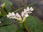 Water-Hawthorne-Pond-Plant-for-Cold-Water-B014SJ2KT2