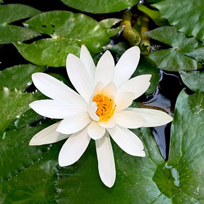 White-Tropical-Water-Lily-Water-Garden-Live-Pond-Plant-B013JN259I-3
