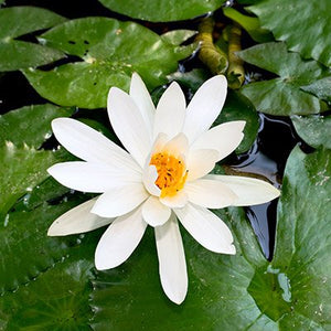 white night blooming water lily White Tropical Water Lily