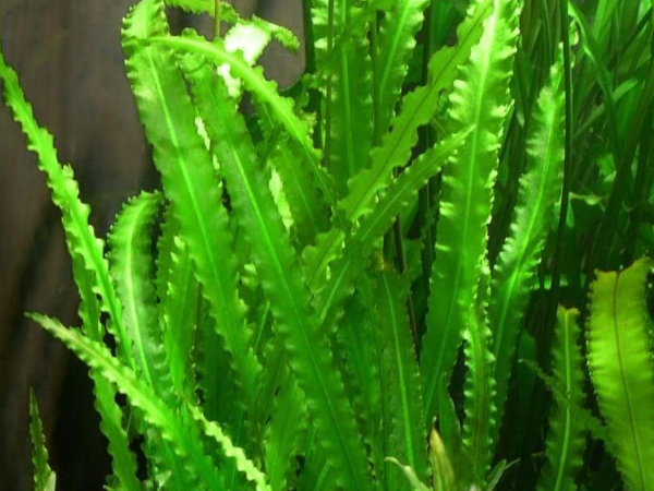 Aponogeton Crispus Bulb - Freshwater Aquatic Plant