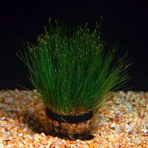 
                  
                    dwark-hairgrass1
                  
                