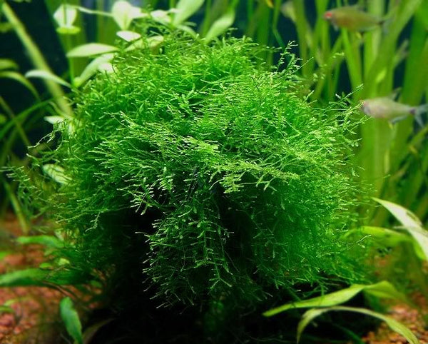 Java Moss Aquarium Plant — Buce Plant