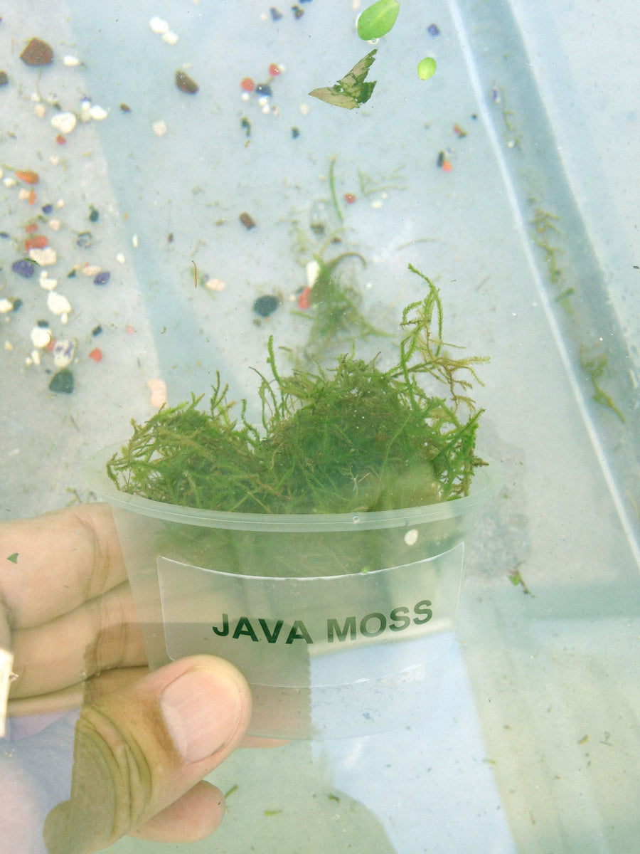 Java Moss Mesh Java Moss - Easy Live Fresh Water Aquarium Plants - Aquarium Plants for ...