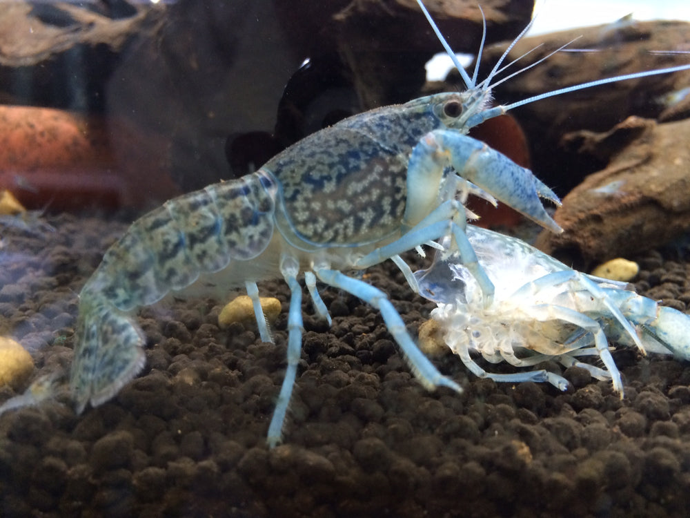 marmokrebs-crayfish-af-aquaticforever-breeding-04