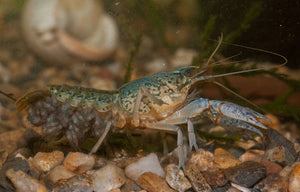
                  
                    marmokrebs-crayfish-af-aquaticforever-breeding-06
                  
                