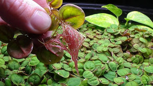 
                  
                    Red Root Floater - Live Aquarium Plants - 4oz Cup | Floating Live Plants for Aquariums or Ponds
                  
                