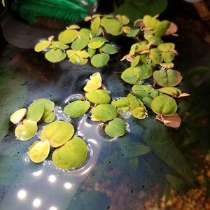 
                  
                    Red Root Floater - Live Aquarium Plants - 4oz Cup | Floating Live Plants for Aquariums or Ponds
                  
                